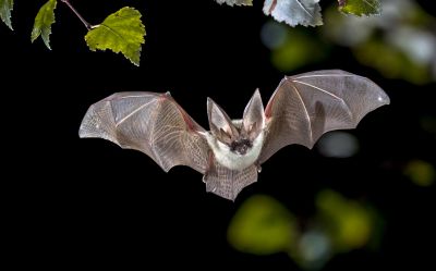 Bat Removal