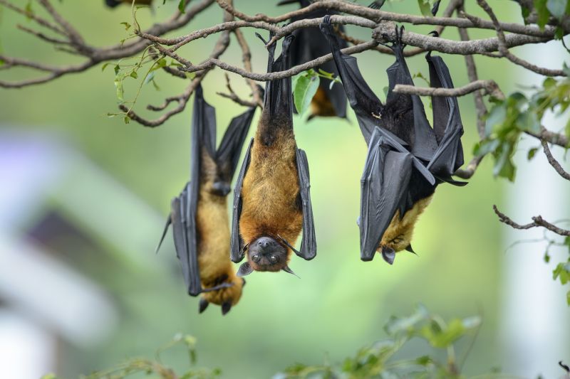 Humane Bat Exclusion Methods