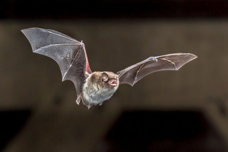 Preventative Bat Control