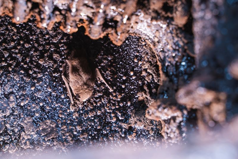 Property After Bat Removal