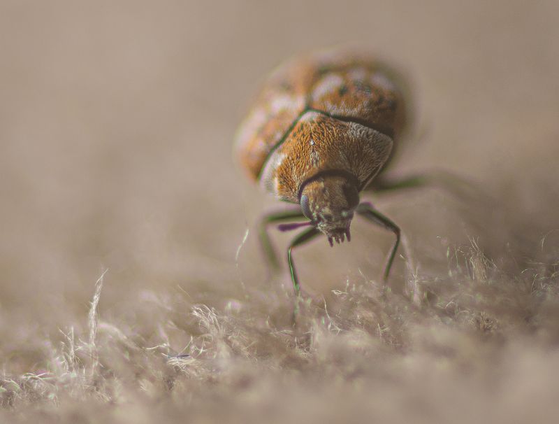 Carpet Beetles